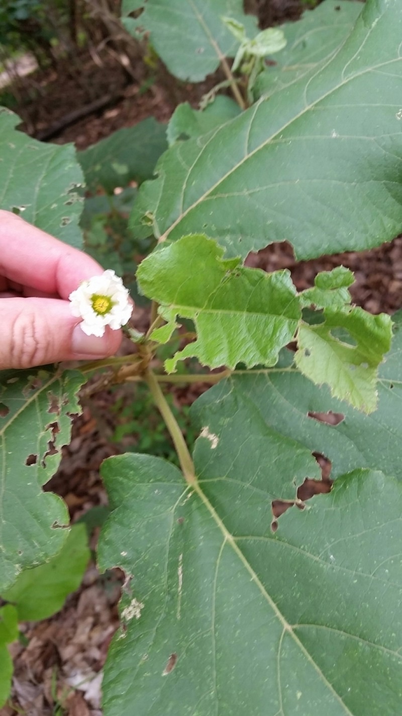 Buchnerodendron lasiocalyx photo 4