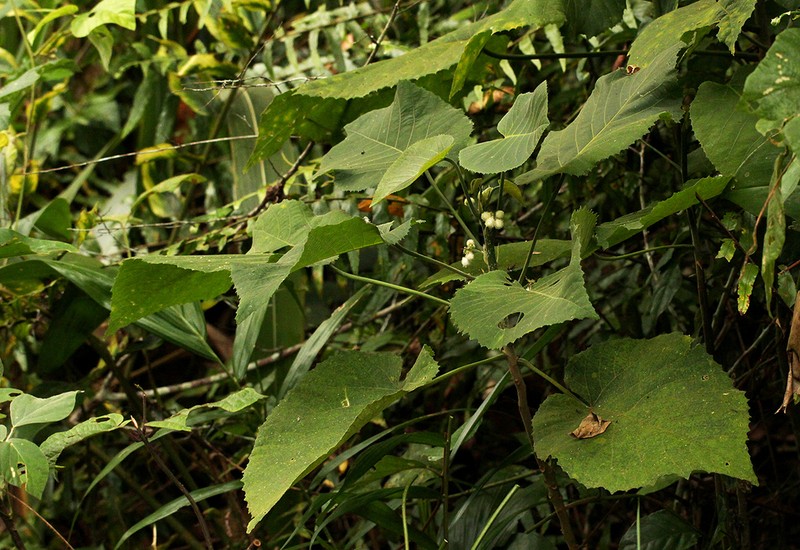 Buchnerodendron speciosum