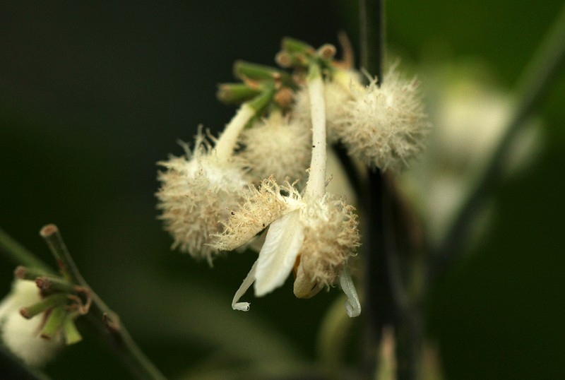 Buchnerodendron speciosum photo 2