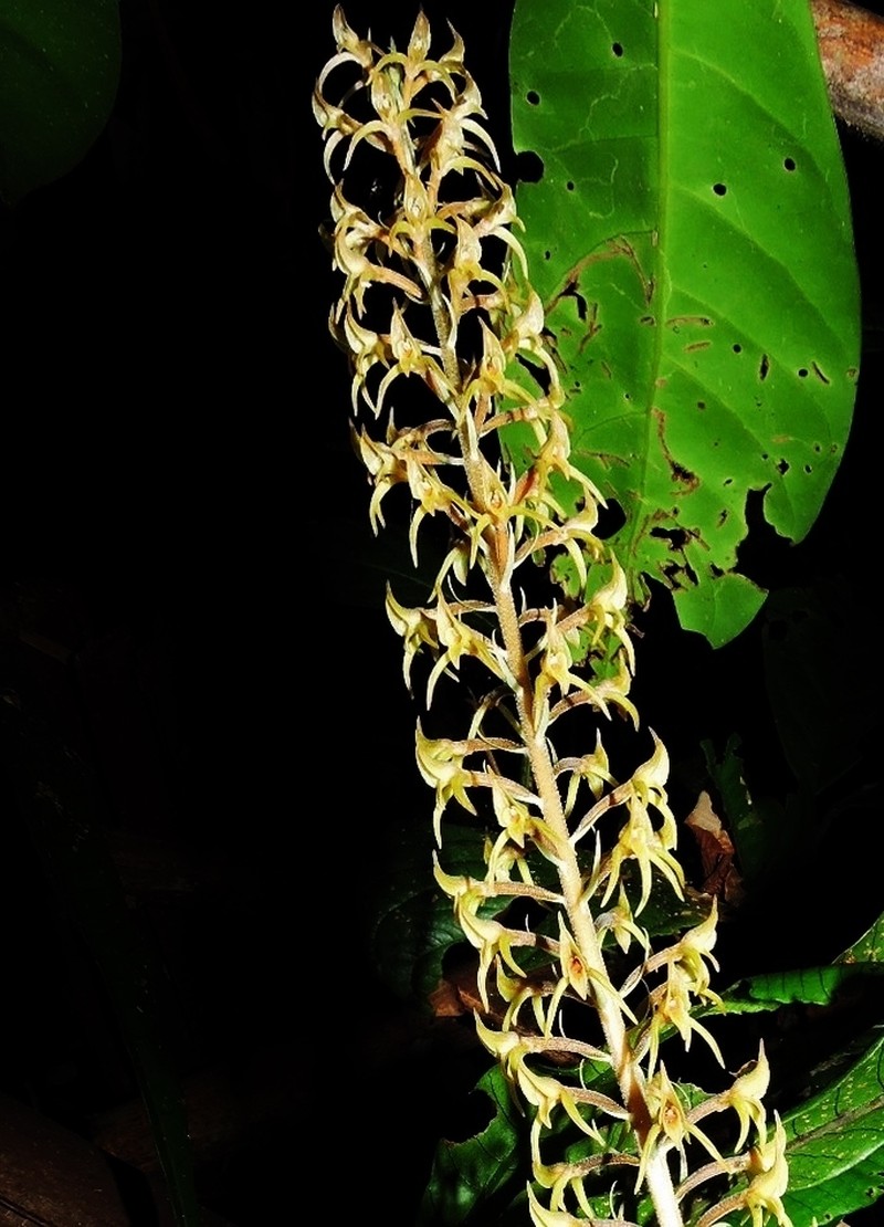 Buchtienia boliviensis