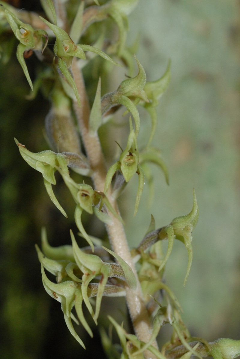 Buchtienia boliviensis photo 2