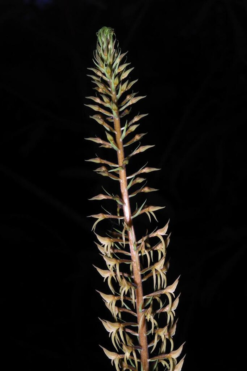 Buchtienia boliviensis photo 3