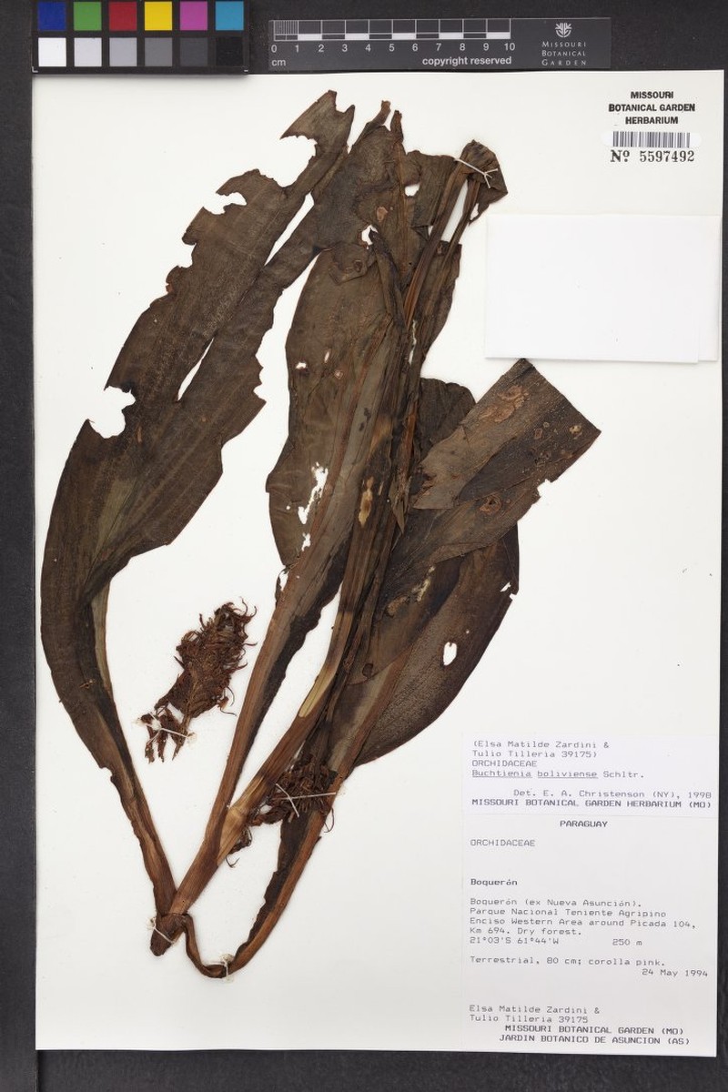 Buchtienia boliviensis photo 4