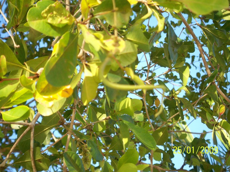 Spiny Bucida photo 4
