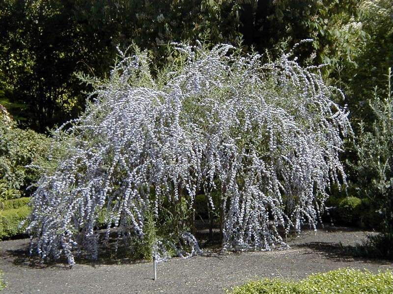 Fountain Butterflybush photo 3