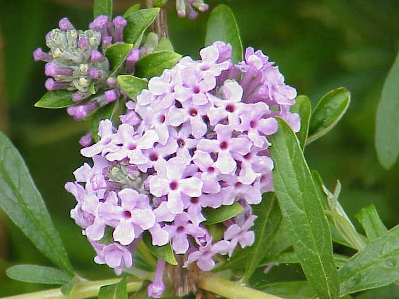 Fountain Butterflybush photo 4