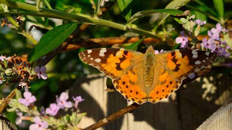 Fountain Butterflybush photo 5