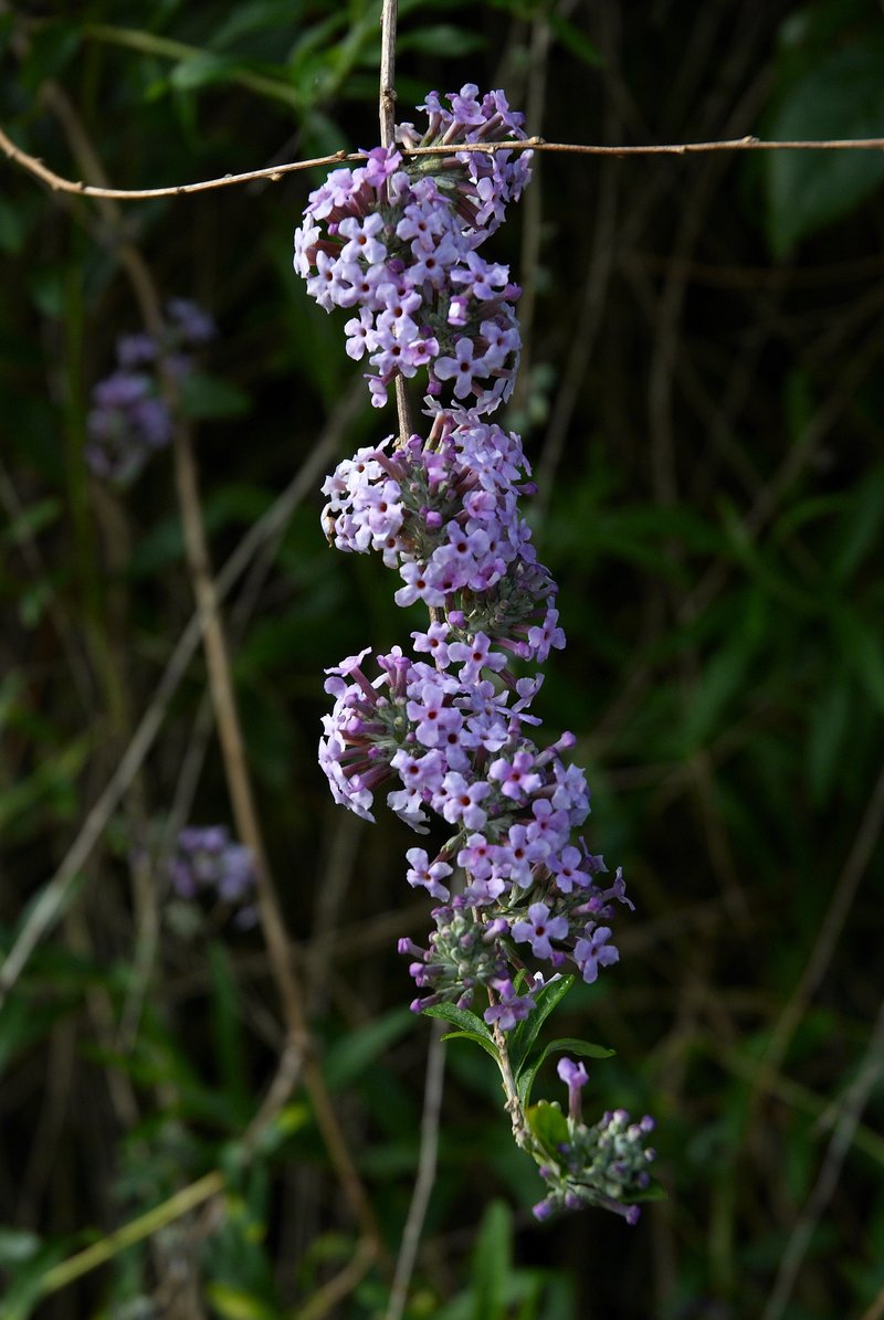 Fountain Butterflybush photo 6