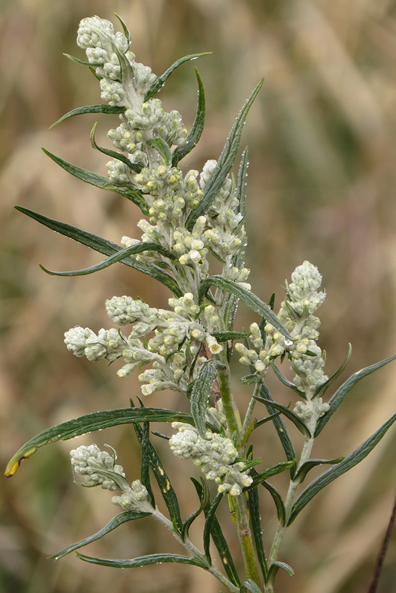 Buddleja angusticarpa