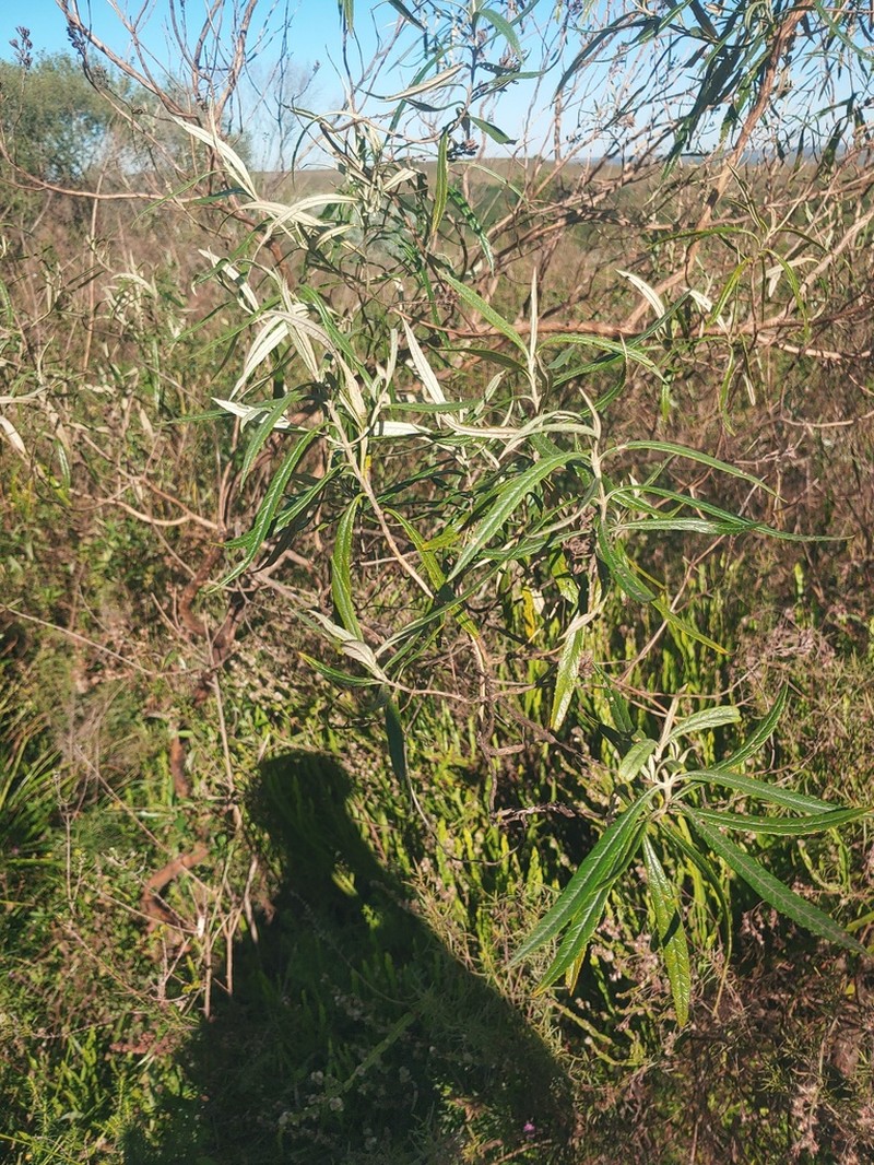 Buddleja angusticarpa photo 2