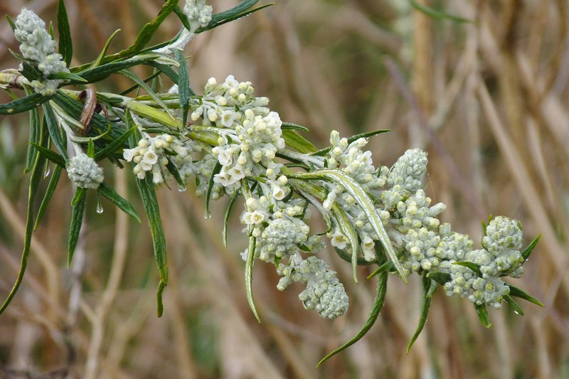 Buddleja angusticarpa photo 3