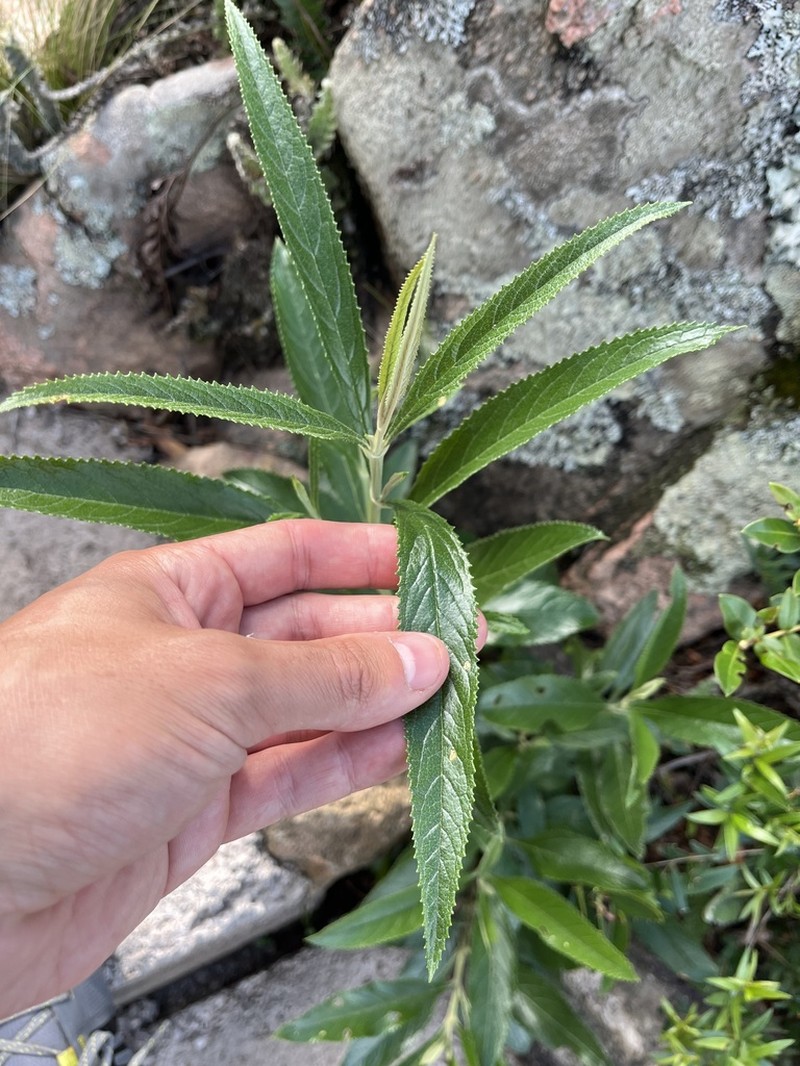 Buddleja angusticarpa photo 4