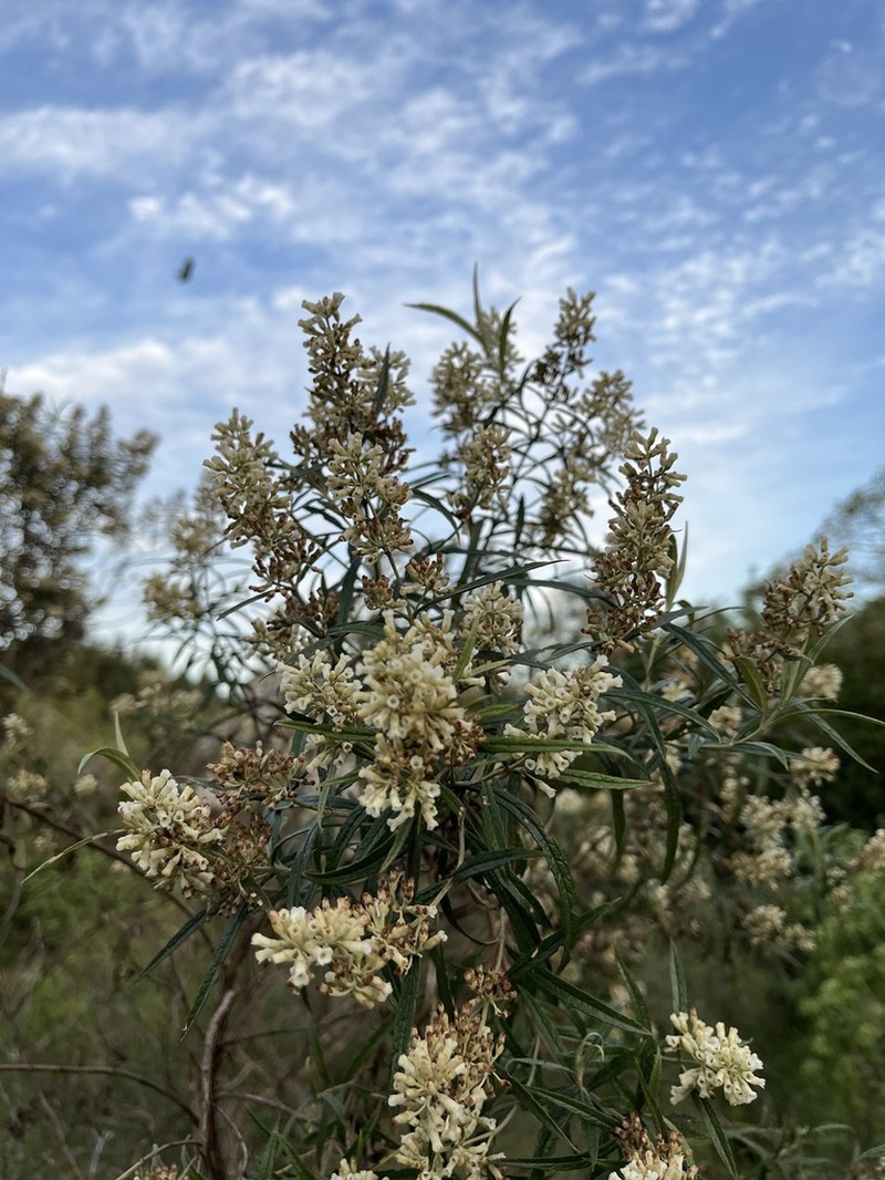 Buddleja angusticarpa photo 5