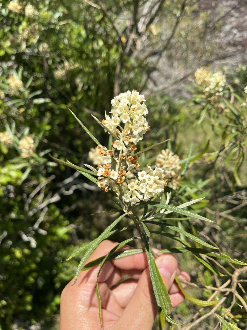 Buddleja angusticarpa photo 7