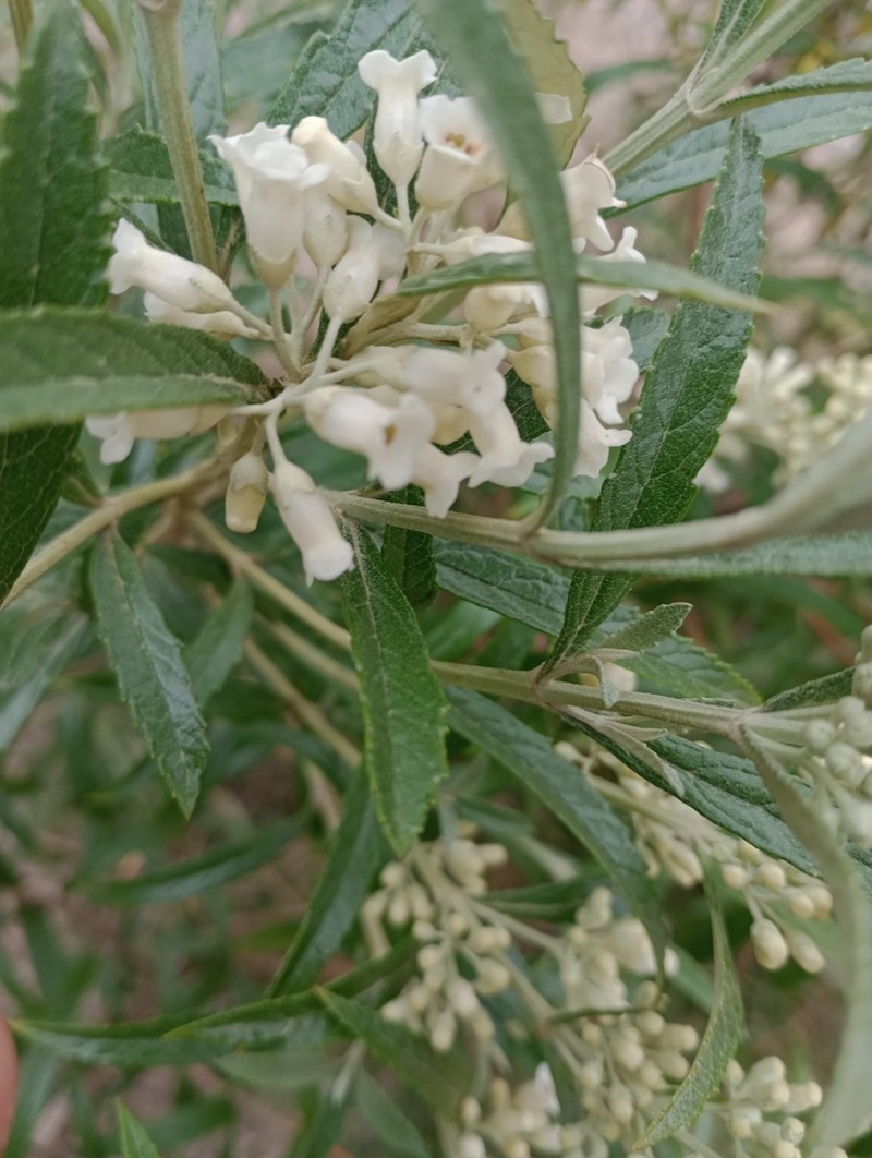 Buddleja angusticarpa photo 8