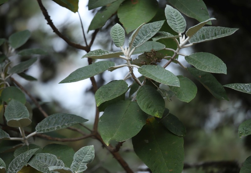 Buddleja cordata subsp. cordata