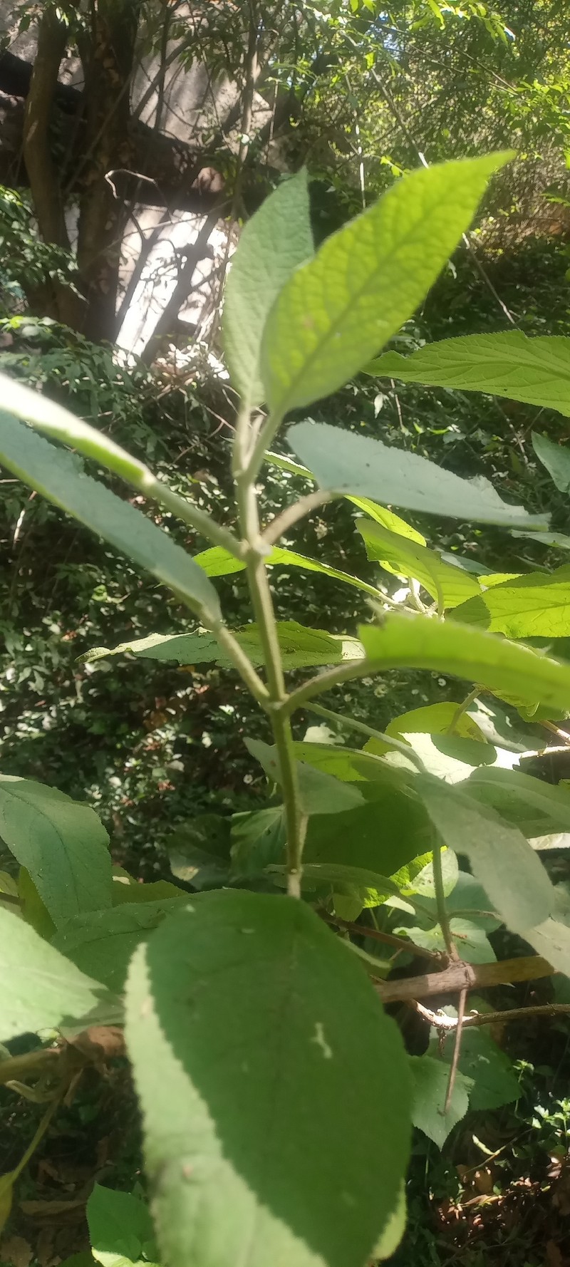 Buddleja cordata subsp. cordata photo 2