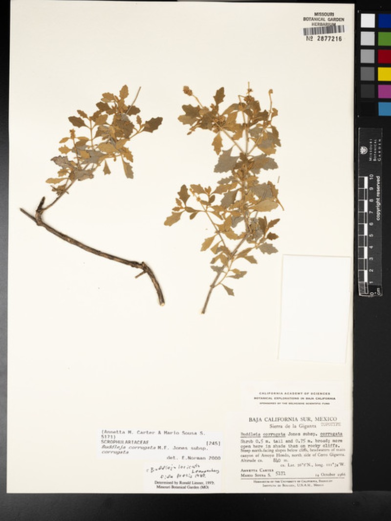Buddleja corrugata subsp. corrugata