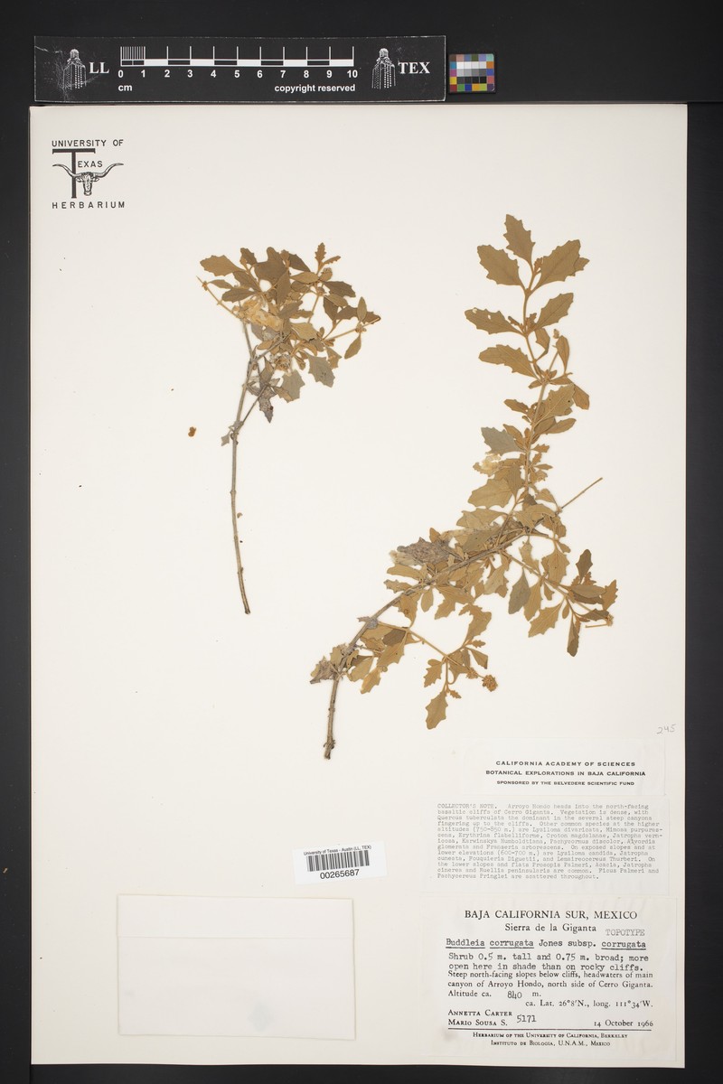 Buddleja corrugata subsp. corrugata photo 2