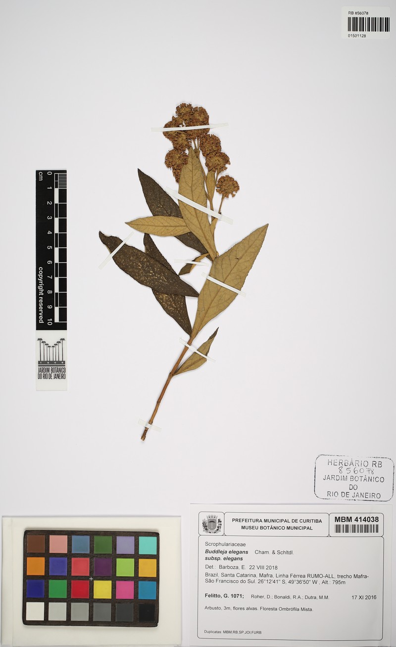 Buddleja elegans subsp. elegans