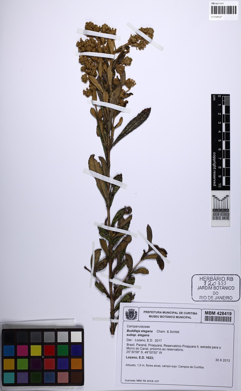 Buddleja elegans subsp. elegans photo 2