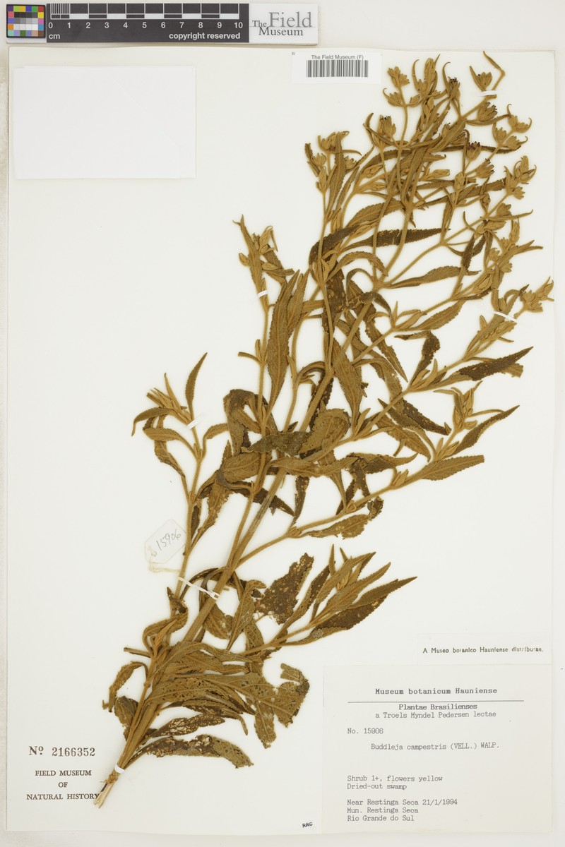 Buddleja elegans subsp. elegans photo 3