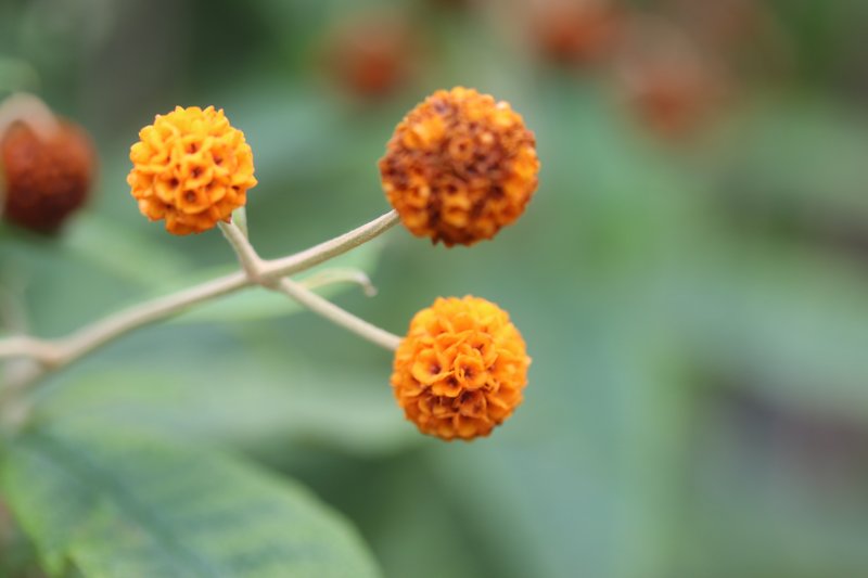 Orange-Ball-Tree