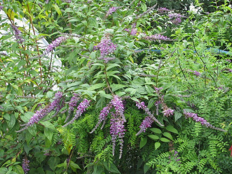 Lindley's Butterflybush photo 3