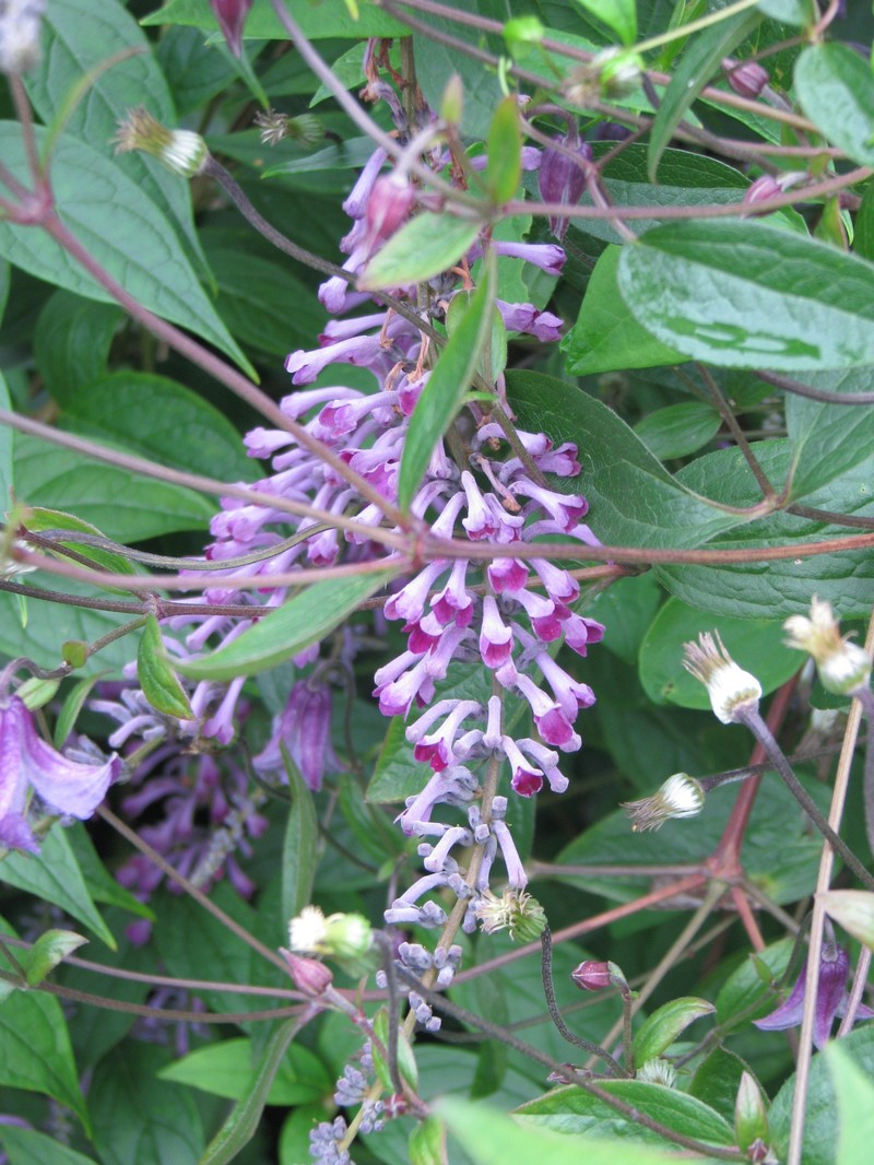 Lindley's Butterflybush photo 4