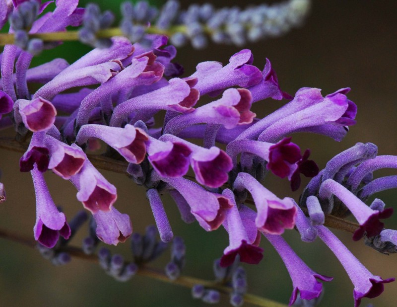 Lindley's Butterflybush photo 5