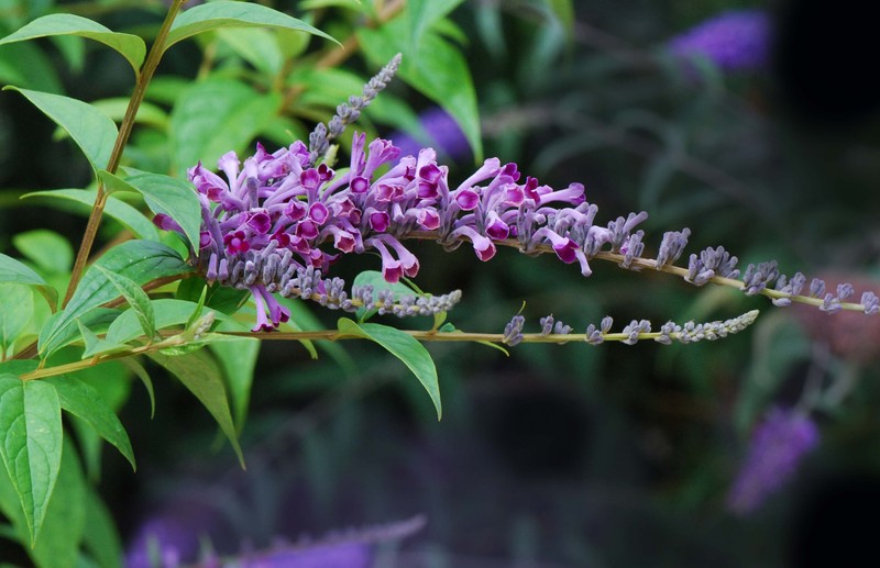 Lindley's Butterflybush photo 6