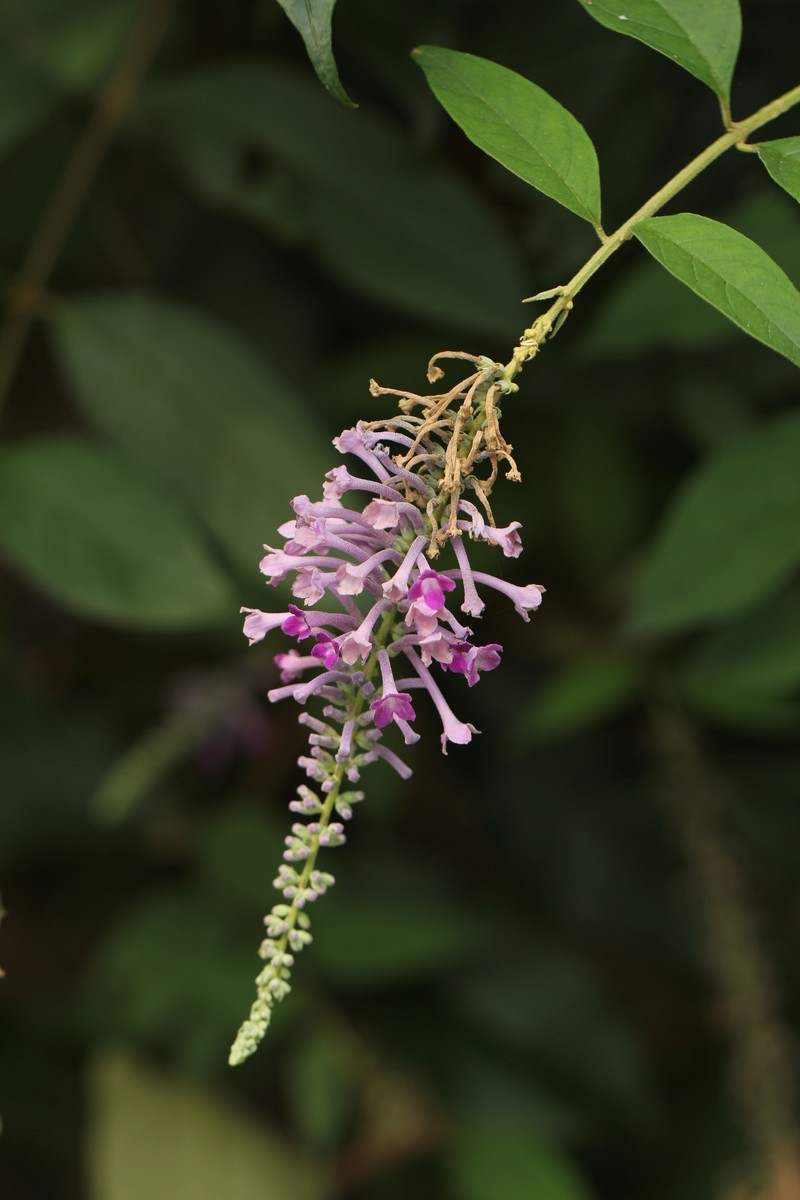 Lindley's Butterflybush photo 7