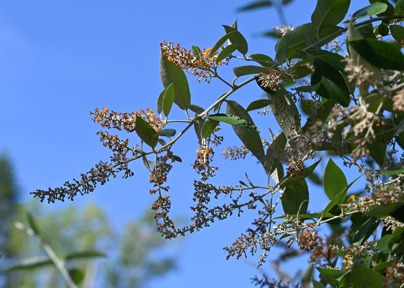 Smokebush photo 2