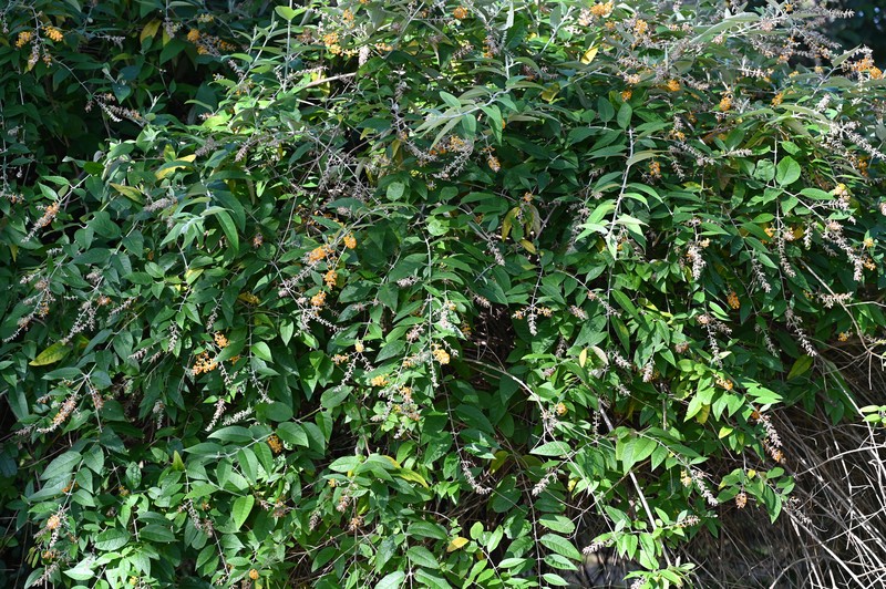 Smokebush photo 3