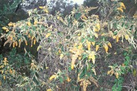 Smokebush