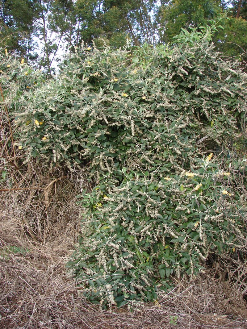 Smokebush photo 5