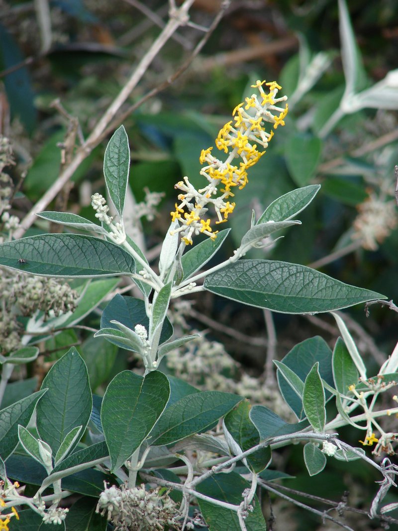 Smokebush photo 6