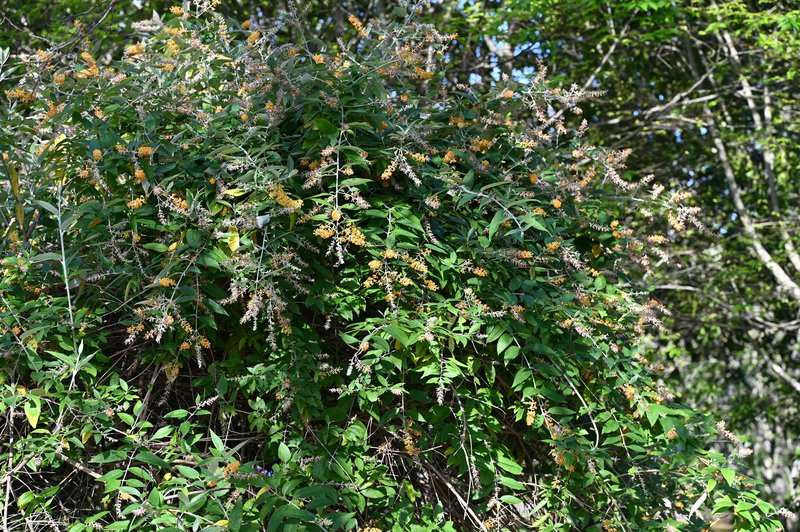 Smokebush photo 7