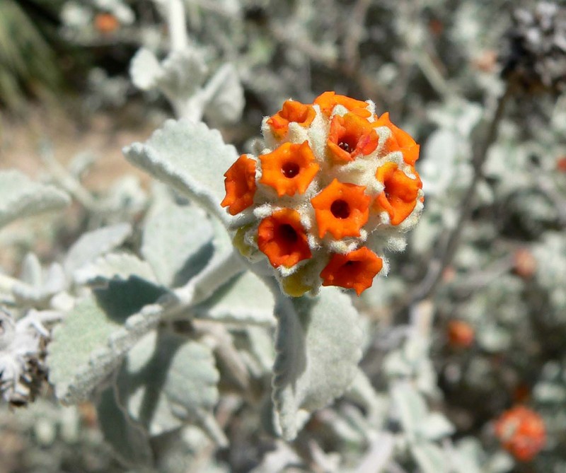 Woolly Butterflybush
