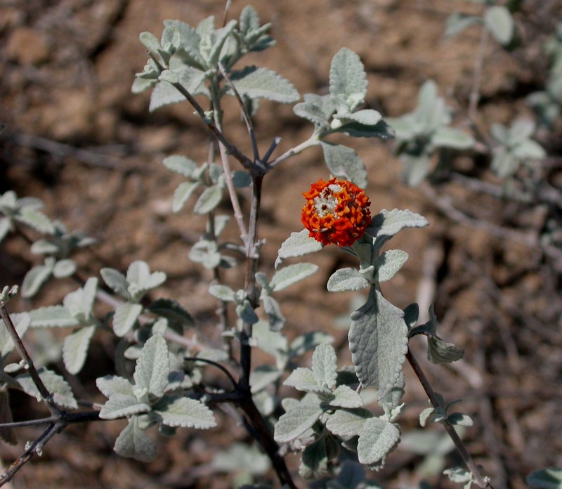 Woolly Butterflybush