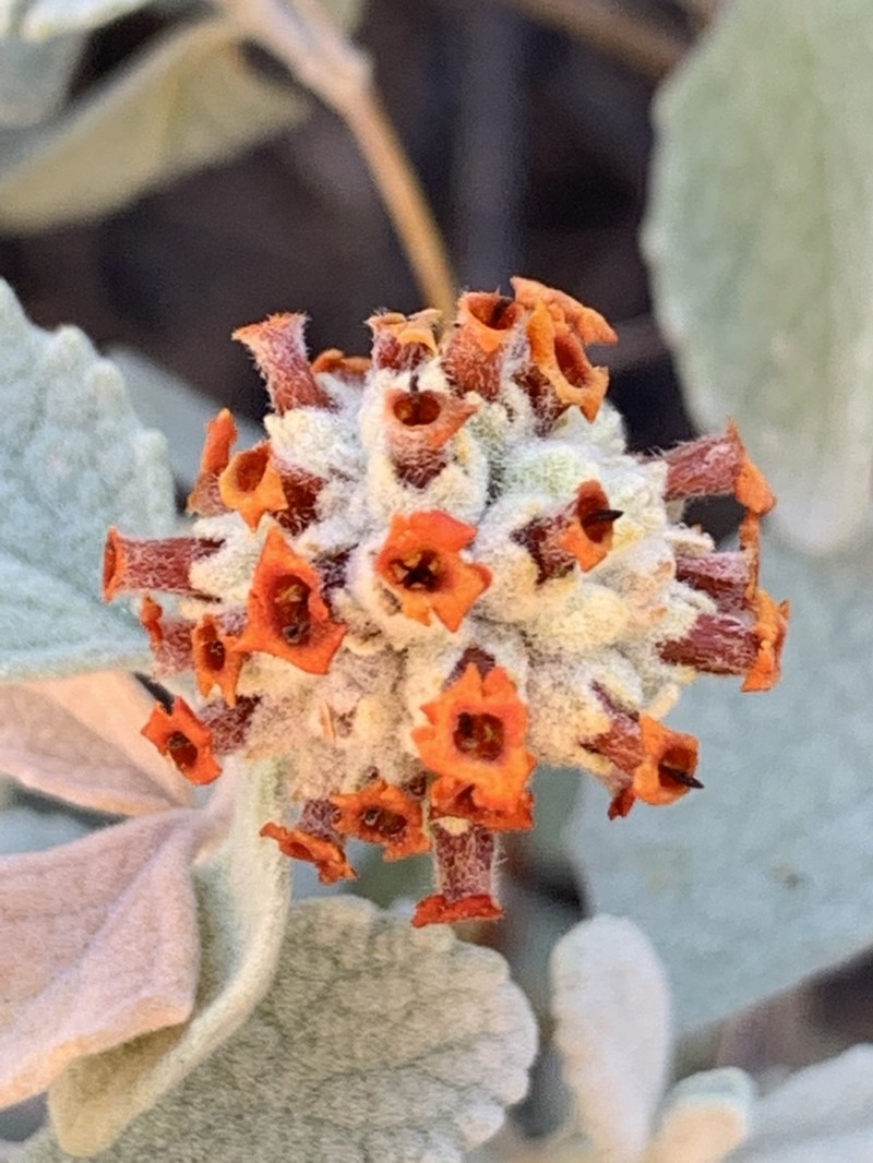 Woolly Butterflybush photo 2