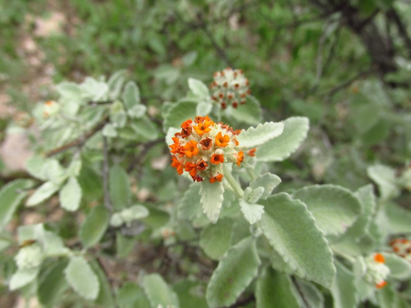 Woolly Butterflybush photo 3
