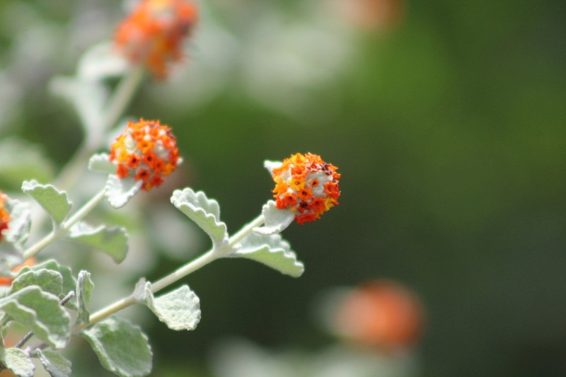 Woolly Butterflybush photo 5