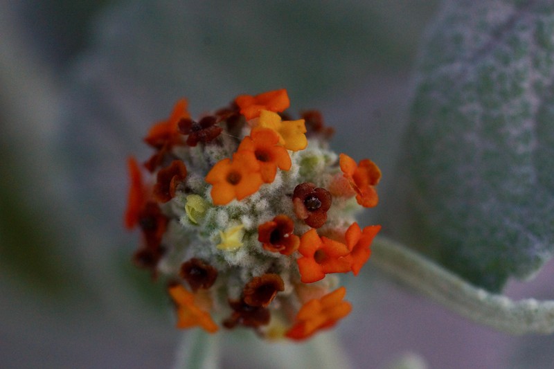 Woolly Butterflybush photo 6