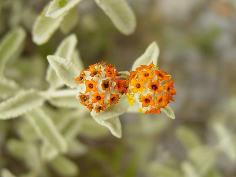 Woolly Butterflybush photo 7