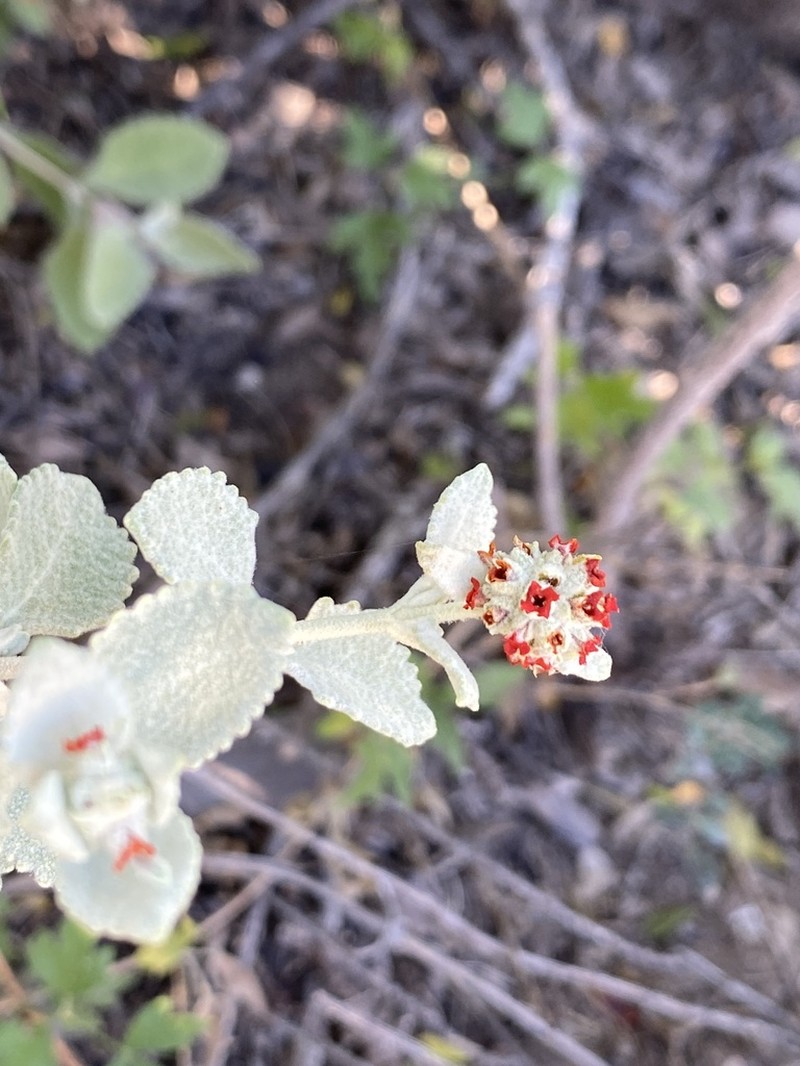 Woolly Butterflybush photo 8