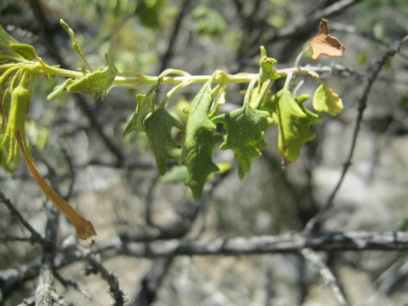 Emorybush