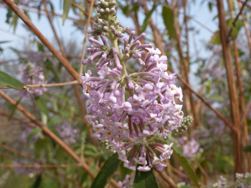 Pole Butterflybush photo 3
