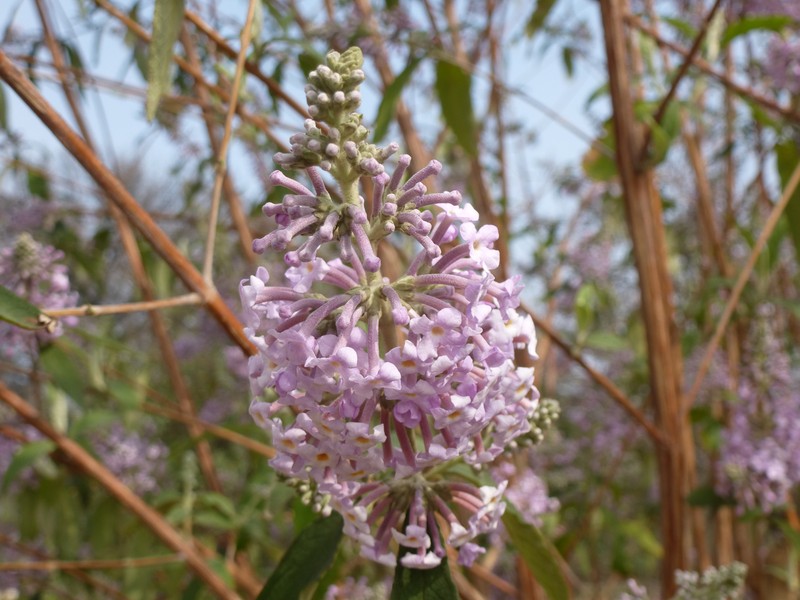 Pole Butterflybush photo 6