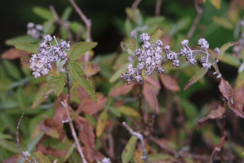 Wand Butterflybush photo 3